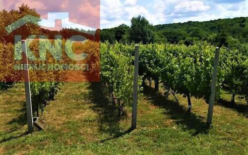 Winnica i winiarnia