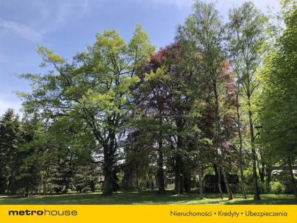 Piękny Park ze starymi drzewami i stawem