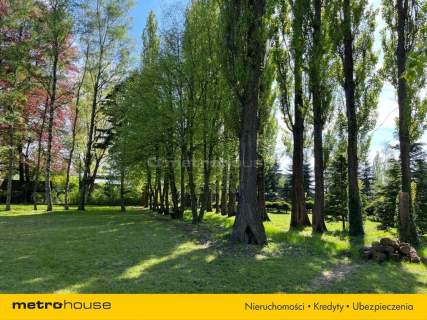 Piękny Park ze starymi drzewami i stawem