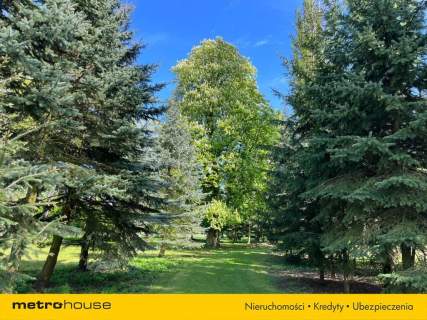 Piękny Park ze starymi drzewami i stawem