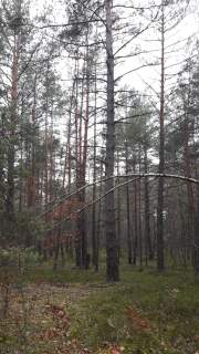 Działka leśna 1,75 ha Huta Drewniana