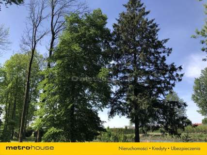Piękny Park ze starymi drzewami i stawem