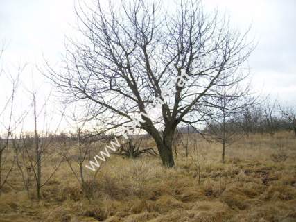 Działka inwestycyjna na sprzedaż, 5000 m2, Puszcza Mariańska