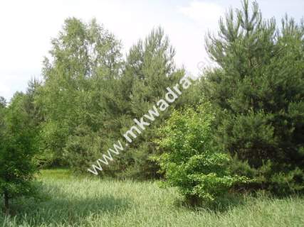 Działka budowlana na sprzedaż, 1500 m2, Adamów-Wieś