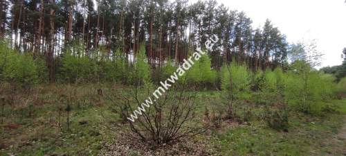 Piękna działka otoczona lasem 2 316 m2, Czarny las
