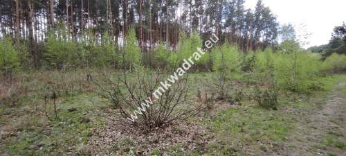Piękne działki otoczone lasem Czarny las 11 813m2