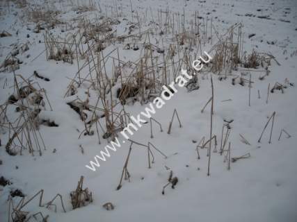 Działka inwestycyjna na sprzedaż, 6200 m2, Płochocin