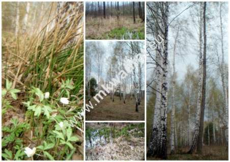 Działka budowlana na sprzedaż, 10030 m2, Słubica B