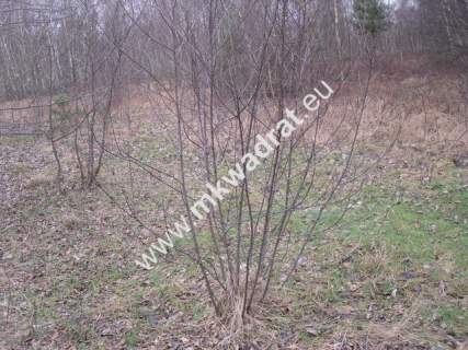 Działka budowlana na sprzedaż, 10900 m2, Stare Budy