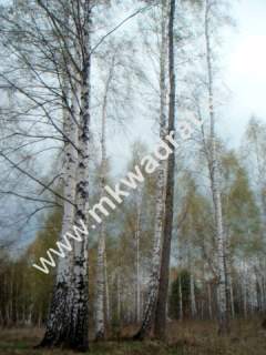 Działka budowlana na sprzedaż, 10030 m2, Słubica B