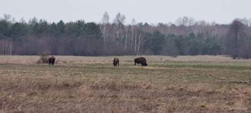 Sprzedam Siedlisko z domem i działką nad Zalewem Siemianówka