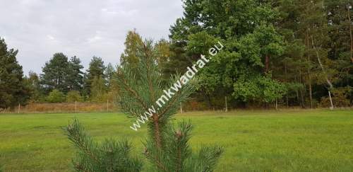 urokliwa działka przy lesie dom 2 -lokalowy