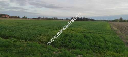 3416m2 Pasikonie k/Kampinosu z warunkami zabudowy 