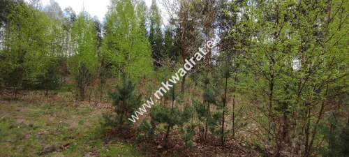 Piękna działka otoczona lasem 2 316 m2, Czarny las