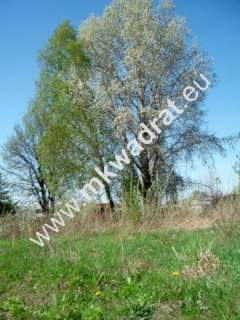 Działka inwestycyjna na sprzedaż, 10000 m2, Błonie