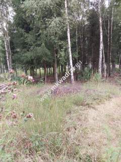 Działka, cicha, MPZP, Osowiec