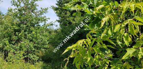 Osowiec gm. Żabia Wola 1653m2 narożna MPZP
