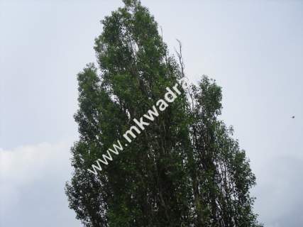 Działka budowlana na sprzedaż, 1470 m2, Otrębusy