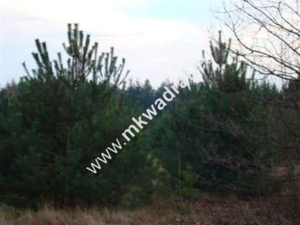 Zalesie działka 1243m2