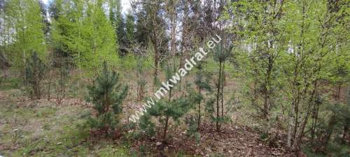 Piękna działka przy lesie, Czarny las 2769m2