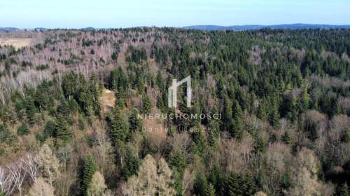 DUŻY LAS JODŁOWO-BUKOWY W SZERZYNACH 4,90HA