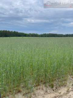 Gospodarstwo rolne 50ha plantacja borówki 7ha 