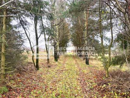 Połęczyno siedlisko 0,6 ha na sprzedaż.