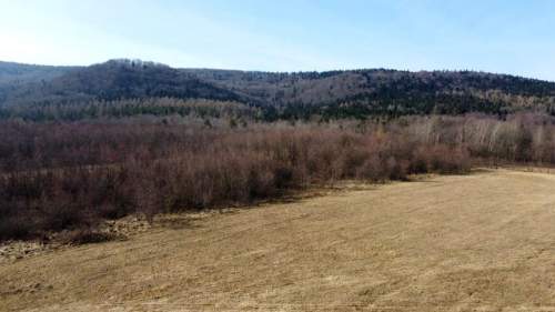 LAS OLCHOWY, PIELGRZYMKA, GM. OSIEK JASIELSKI, 1,65HA