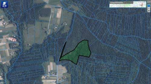 DUŻY LAS JODŁOWO-BUKOWY W SZERZYNACH 4,90HA