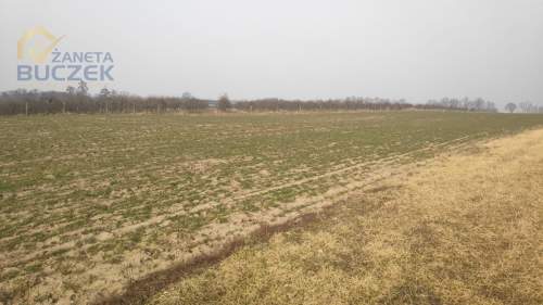 Sprzedam działki rolne z WZ w Strzyżewie