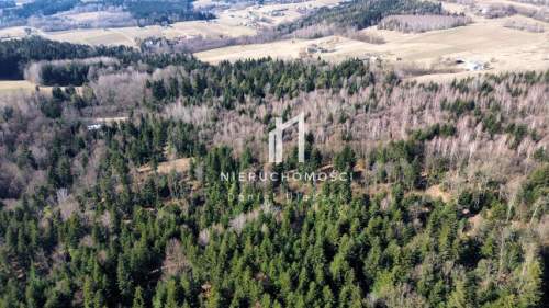 DUŻY LAS JODŁOWO-BUKOWY W SZERZYNACH 4,90HA