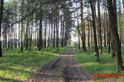 Działka leśna 1.62 ha - Mikołeska