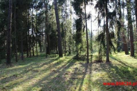 Działka leśna 1.62 ha - Mikołeska