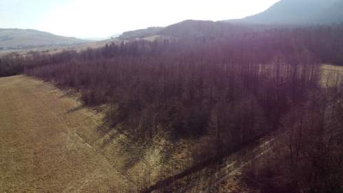 LAS OLCHOWY, PIELGRZYMKA, GM. OSIEK JASIELSKI, 1,65HA