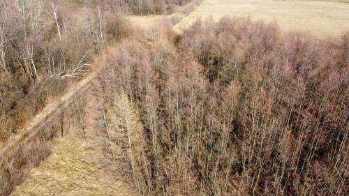 LAS OLCHOWY, PIELGRZYMKA, GM. OSIEK JASIELSKI, 1,65HA