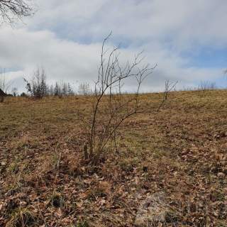 Działka- 3644 m2 nad jeziorem z warunkami zabudowy