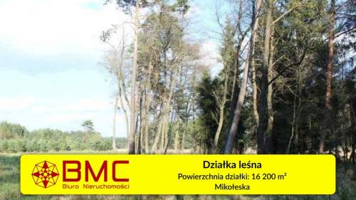 Działka leśna 1.62 ha - Mikołeska