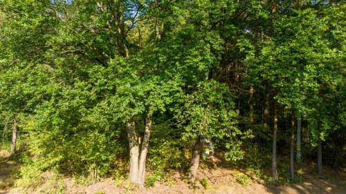 Działka budowlano leśna Kamińsko 8283m2