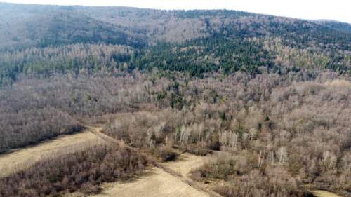 LAS OLCHOWY, PIELGRZYMKA, GM. OSIEK JASIELSKI, 1,65HA