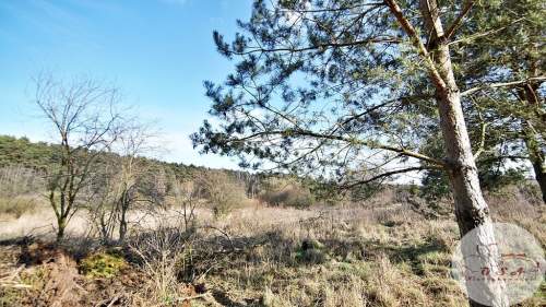 Działki pod lasem 4826 m Łódź 6 km Stęszew WPN