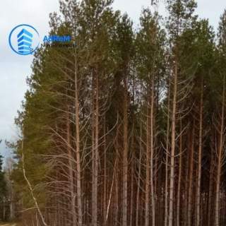 Sprzedam działki leśne ogółem 8529 m2