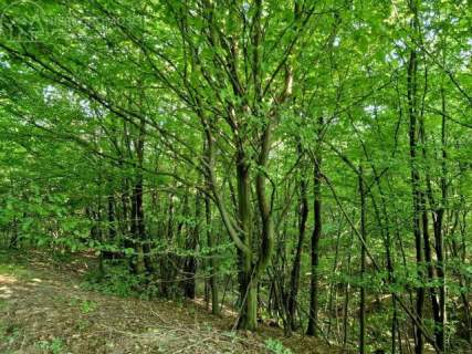 DZIAŁKA ROLNO-LEŚNA 