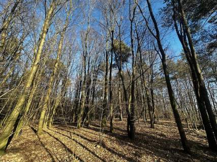 Las 6500m2 w Marysin gmina Rejowiec
