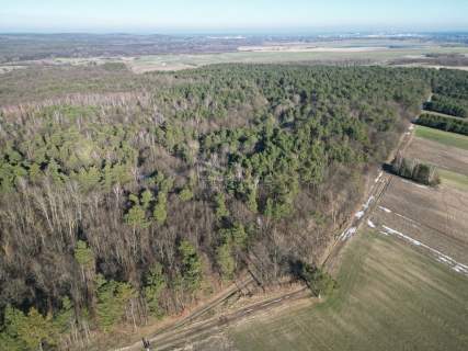 Las 6500m2 w Marysin gmina Rejowiec