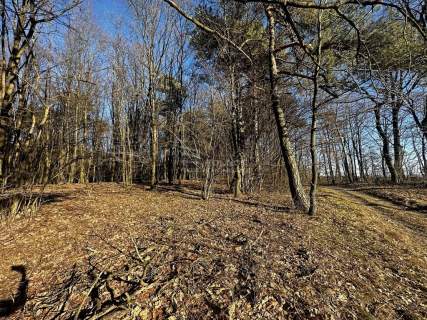 Las 6500m2 w Marysin gmina Rejowiec