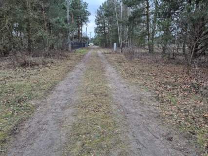 Złota, zejście do Mieni, drzewa, lokalizacja