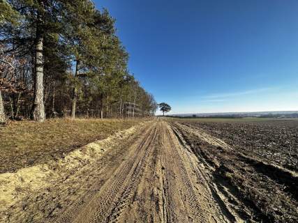 Las 6500m2 w Marysin gmina Rejowiec