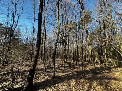 Las 6500m2 w Marysin gmina Rejowiec