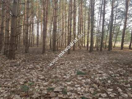 2500 m2 -urocza działka przy lesie z MPZP