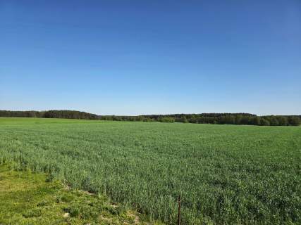 Piękne działki Kaszczor, blisko Jeziora Wieleńskiego
